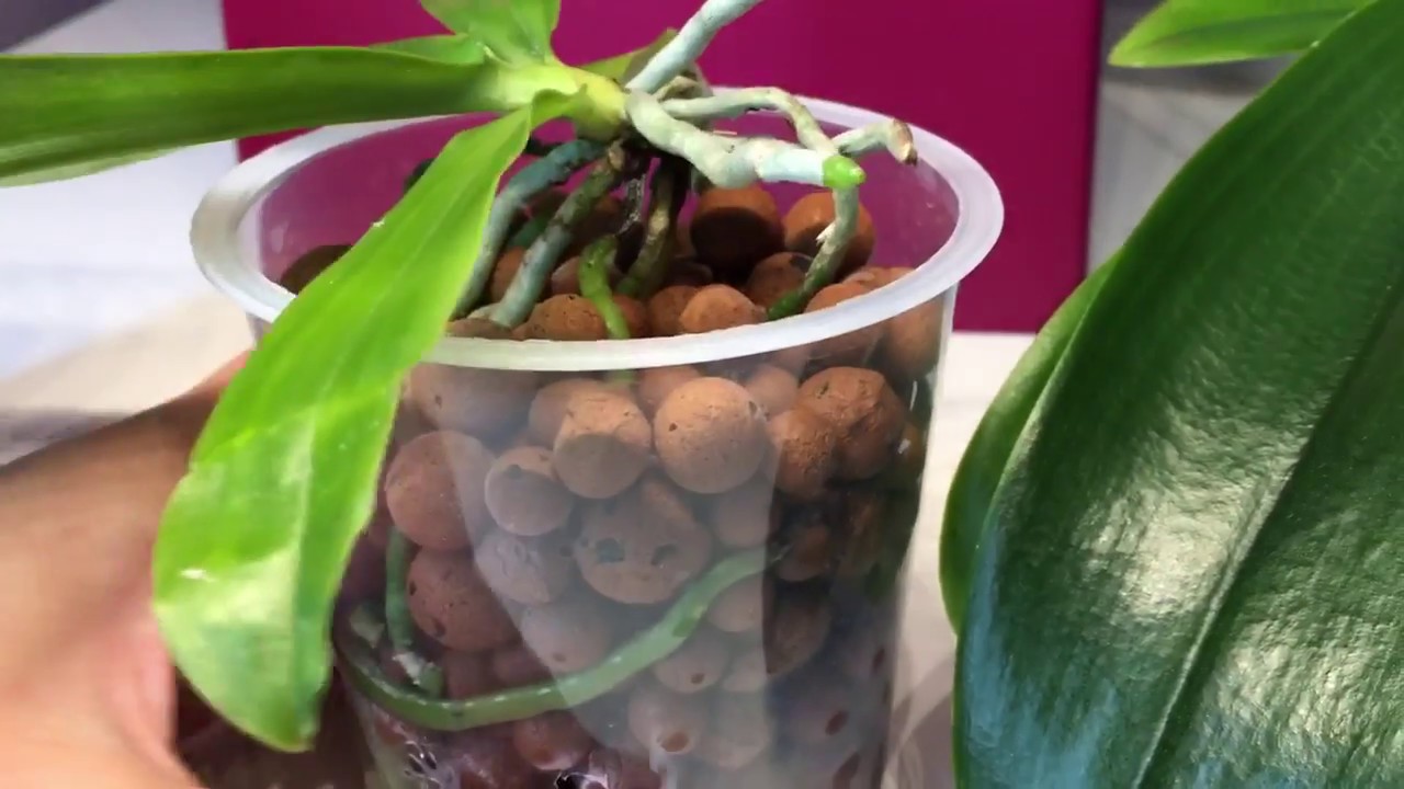 Orchideen Kultur im Blähton / Semi Hydro / Hydroponic / Phalaenopsis