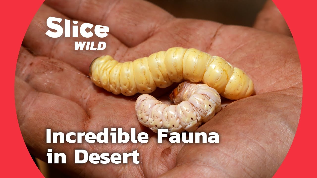 Insects and Larvae to Survive in the Australian Desert! | SLICE WILD