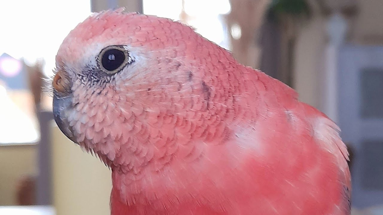 A rosey bourke parakeet singing