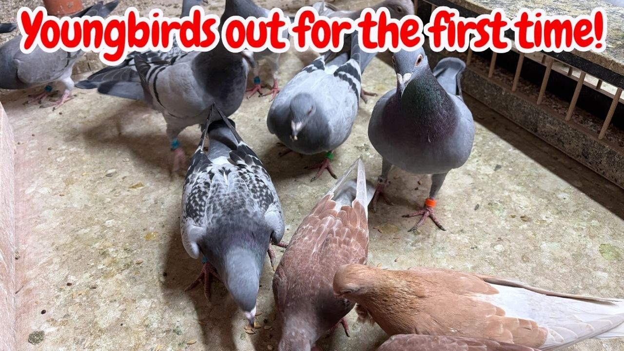Youngbirds out for the first time, Racing Pigeons