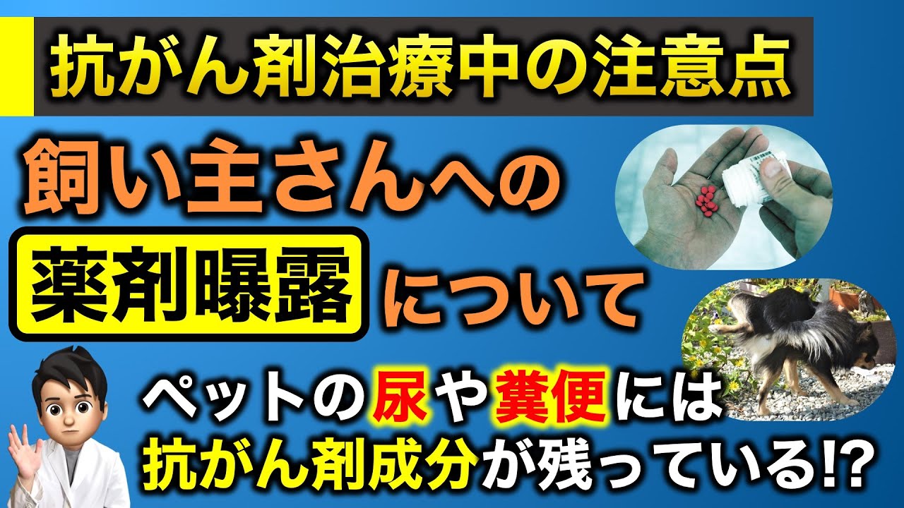 【犬・猫の抗がん剤】抗がん剤治療中のペットと暮らすときの注意点