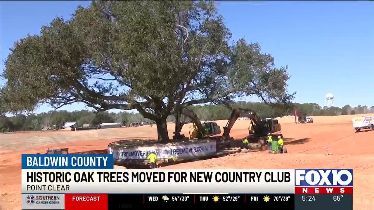 Historic live oak trees safely relocated as part of Point Clear Club construction