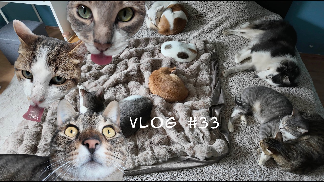 Ноябрьский хюгге в нашем сербском доме с 9 кошками и 3 собаками: пледы, мурлыканье и чистая милот...