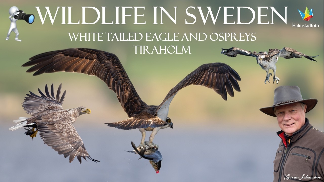 WILDLIFE PHOTOGRAPHY II Bird photography - Nikon Z9 and 180-600mm - White tailed eagle and Osprey