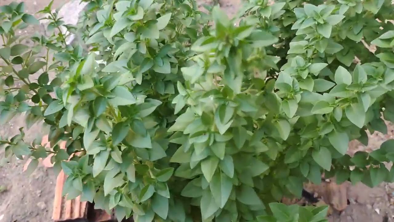 Fiz um risoto com as plantinhas do meu quintal 