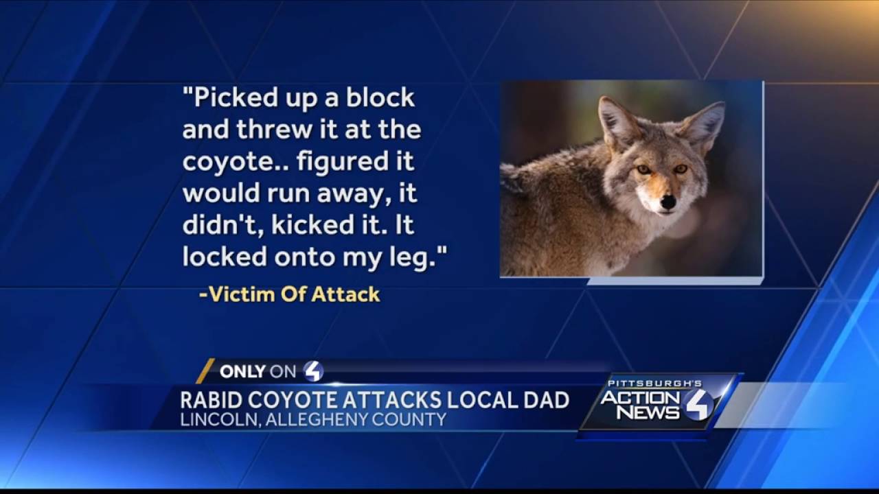 Rabid coyote attacks local dad walking with daughters