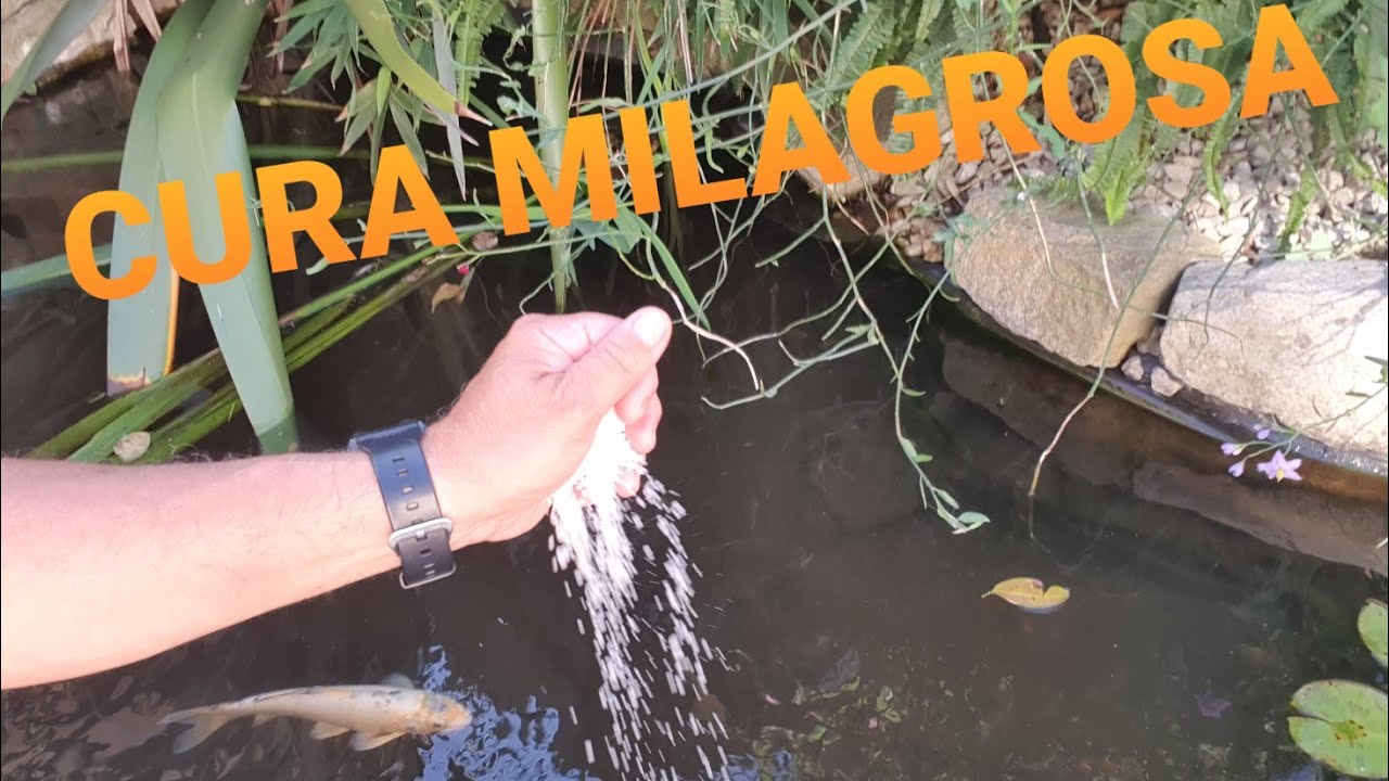 LA VERDAD DE LA SAL GRUESA EN EL ACUARISMO, REMEDIO MILAGROSO
