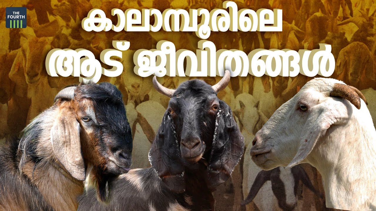 കാലാമ്പൂരിലെ ആട് ജീവിതങ്ങൾ | Biggest Goat Market In Kerala | Muvattupuzha