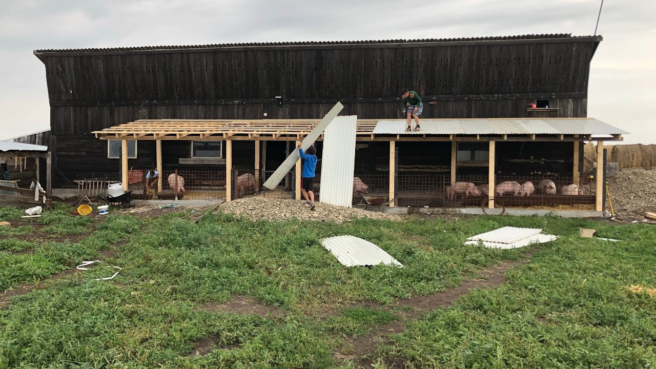 CUM POT CREA CONDIȚIILE OPTIME PENTRU PORCI LA STÂNĂ??