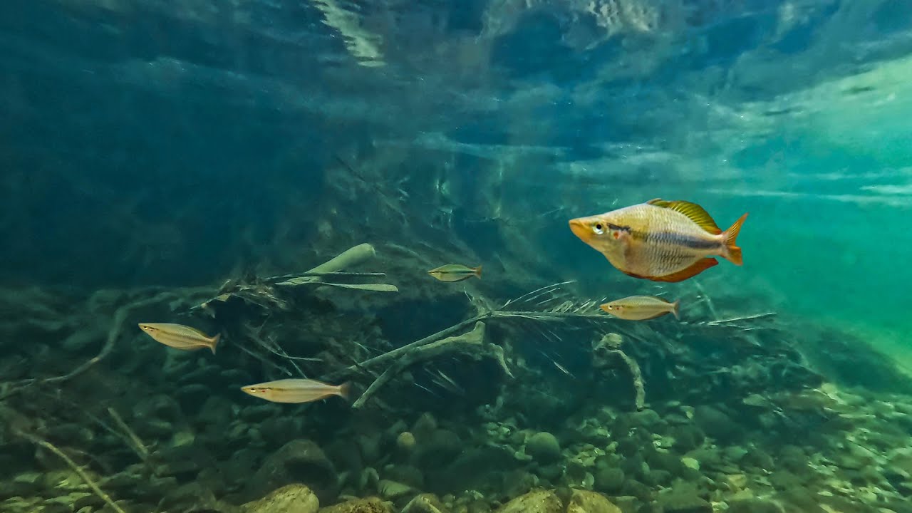 Banded Rainbowfish Melanotaenia trifasciata In a small creek Daintree National Park Wild Biotope.