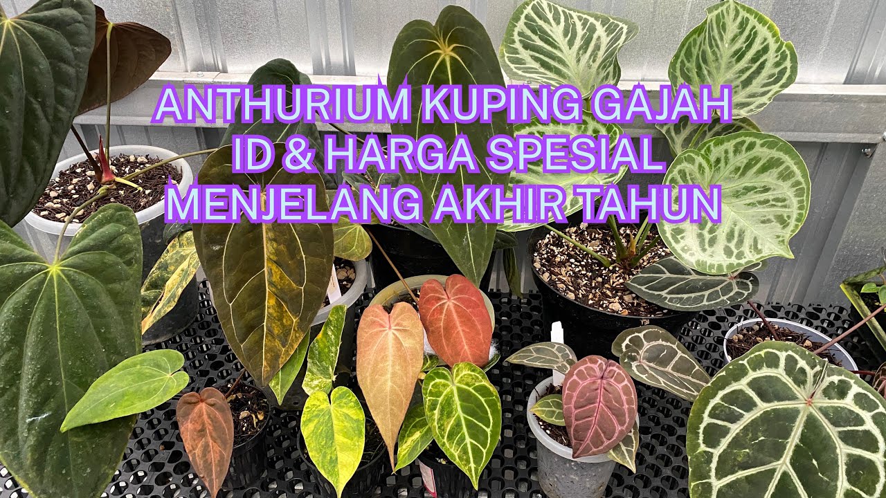 ANTHURIUM KUPING GAJAH ID & HARGA SPESIAL MENJELANG AKHIR TAHUN