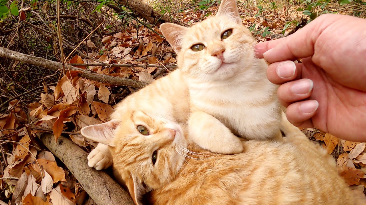 茶トラ猫とクリーム猫が枯葉の上で身を寄せ合って温め合う