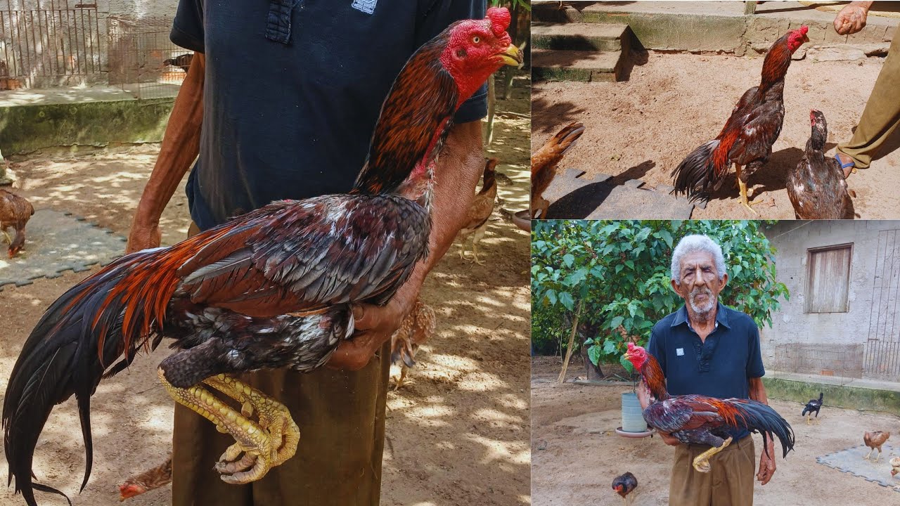 Como escolher um galo reprodutor de qualidade | Veja os filhos e bisnetos dele #galo #galomura 