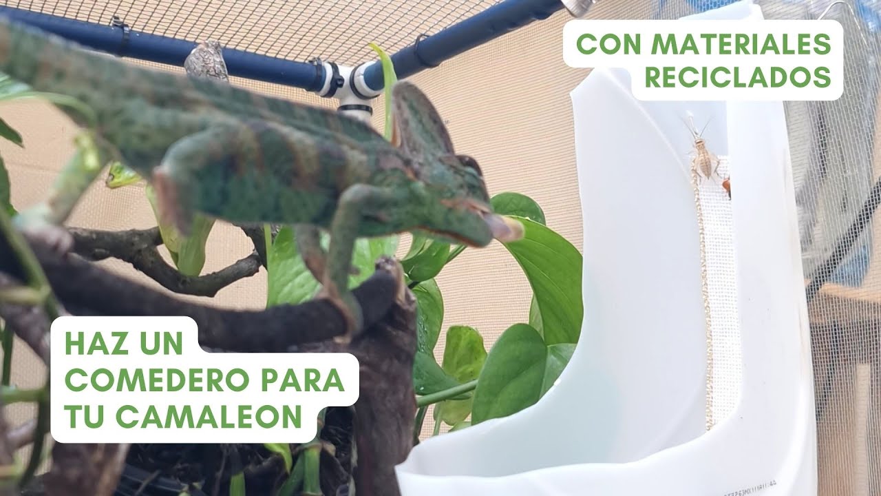 DIY: Cómo hacer un comedero casero para tu camaleón