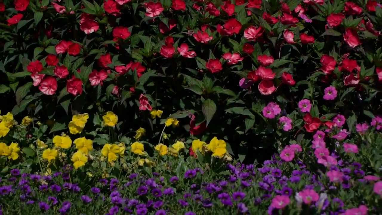SunPatiens®