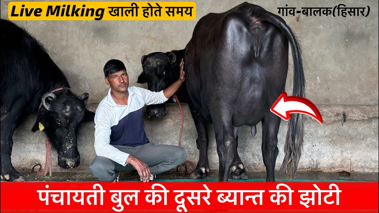 ♦️पंचायती बुल की झोटी-खाली होते समय!KULDIP☎️8059949177.गांव-बालक,जिला-हिसार!
