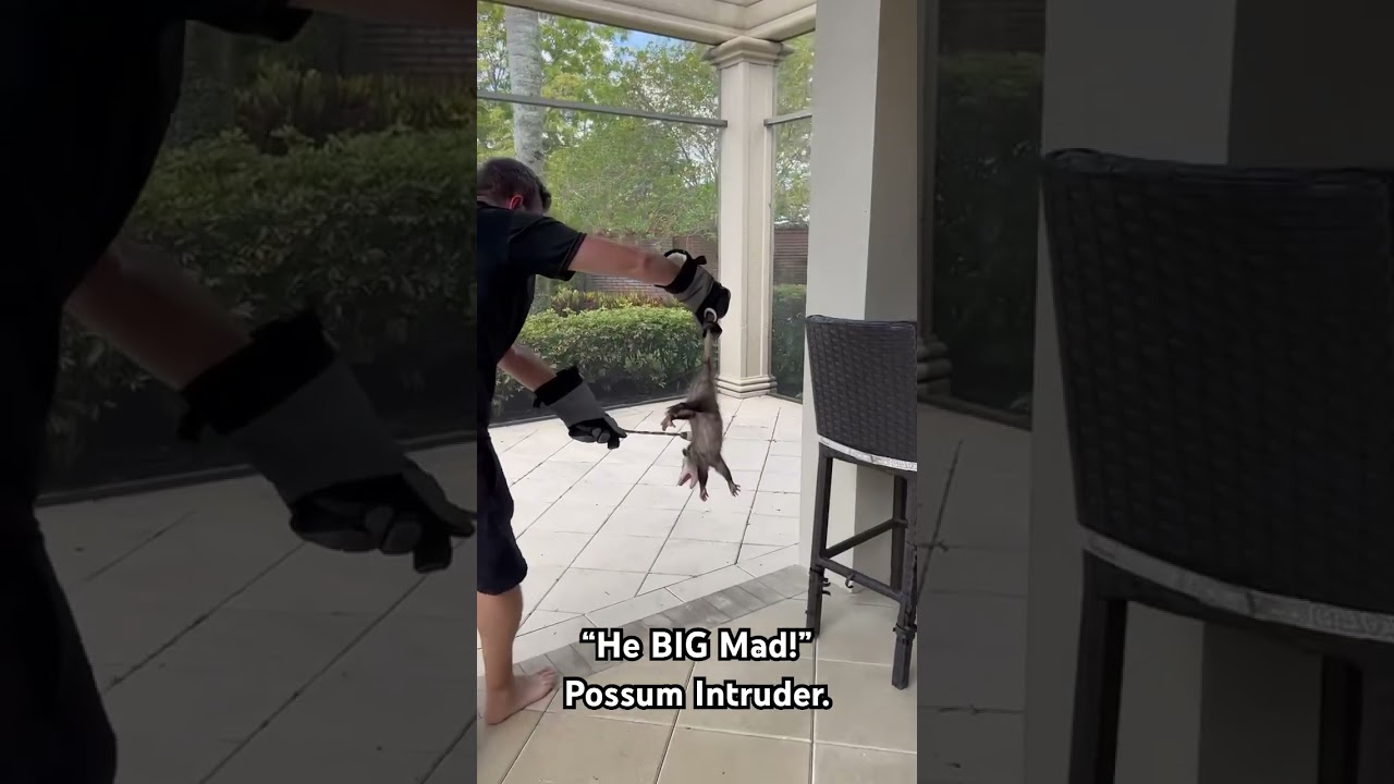 How to catch and release a possum for you pool deck. #possumchannel #possum #animalshorts #animals
