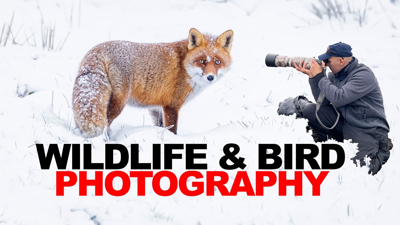WILDLIFE & BIRD PHOTOGRAPHY