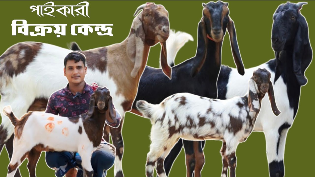 নতুন পর্ব | পাইকারী দামে সুপার কোয়ালিটি খামার উপযোগী ছাগল সংগ্রহ করুন | Goat farm Natore