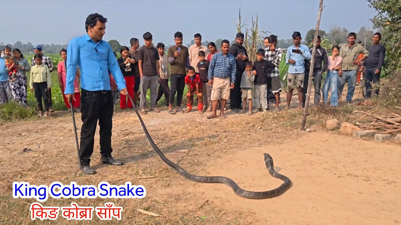 😱 🐍 King cobra snake rescue in Nepal ! घर भित्र पसेको किङ कोब्रा सर्प समाउँदै।