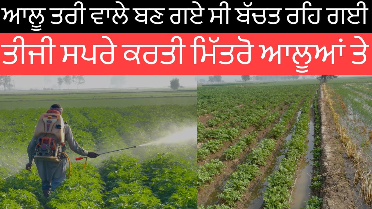 ਬਣ ਗਏ ਸੀ ਤਰੀ ਵਲੇ ਆਲੂ ਮਿਤਰੋ ਬੜ੍ਹੀ ਬਚਤ॥ ਆਲੂਆਂ ਬਾਰੇ ਦੱਸੋ ਫੇਰ ਮਿੱਤਰੋ ਕਿਵੇ ਆ ✅ 