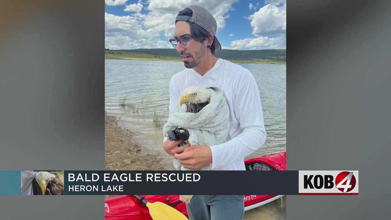 Video shows man rescue struggling bald eagle