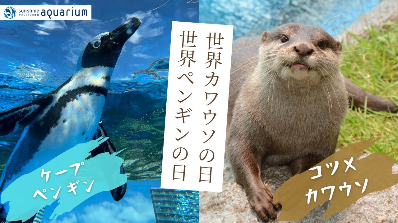 【イベント】世界ペンギン・カワウソの日記念！野生動物について学ぼう 【サンシャイン水族館】
