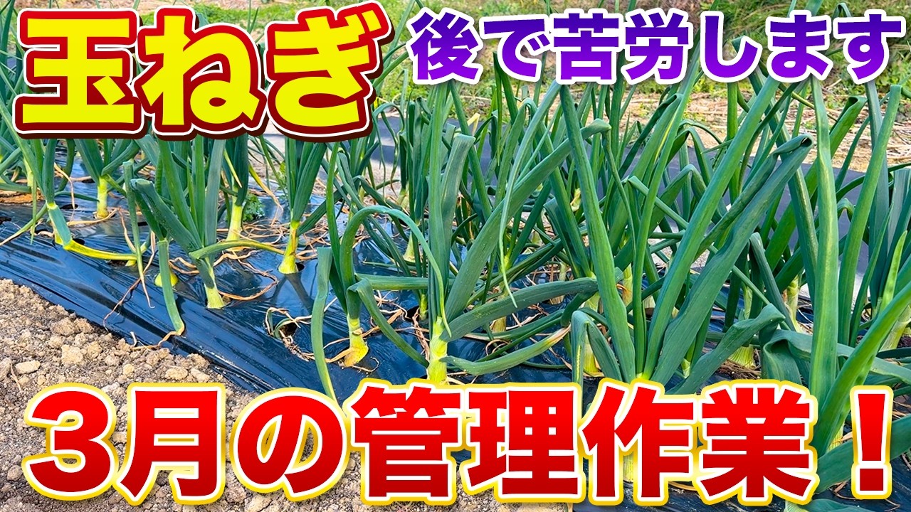 【玉ねぎ栽培】絶対に行うべき３つの作業！コレをしないと収穫時に大変になります！