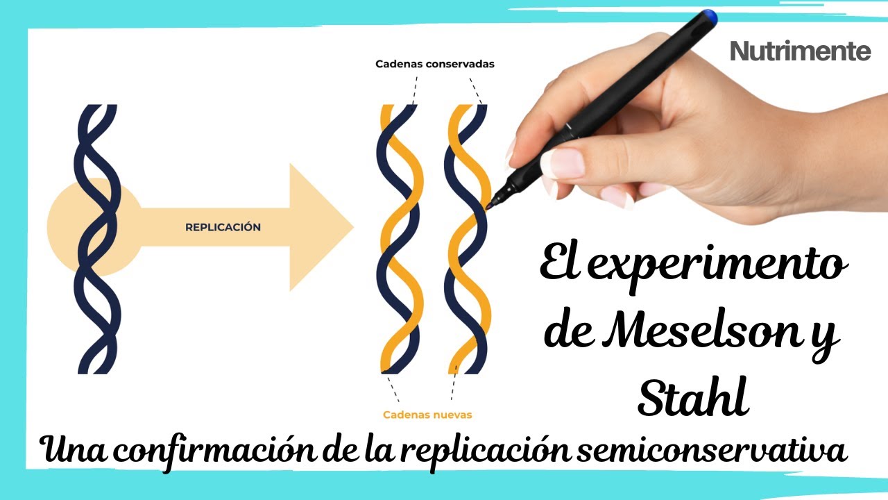 El experimento de Meselson y Stahl [Una confirmación de la replicación semiconservativa]