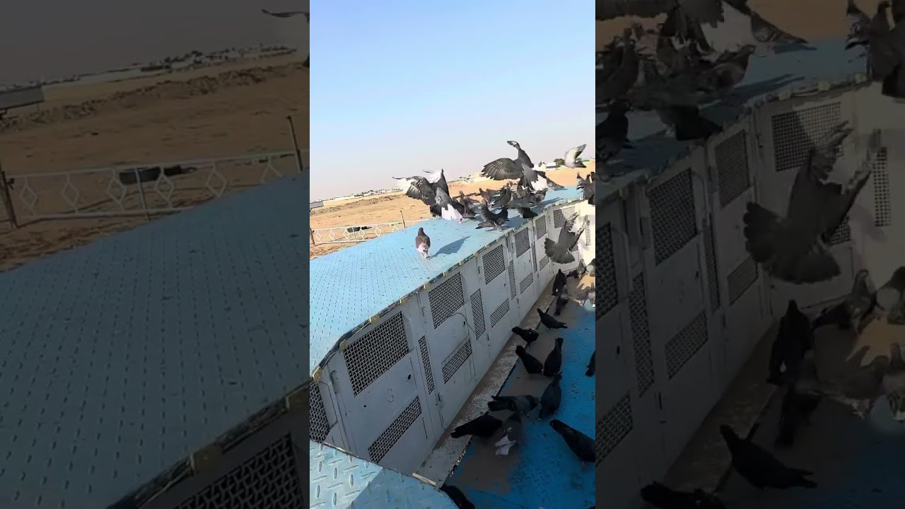٧ نوفمبر، ٢٠٢٤