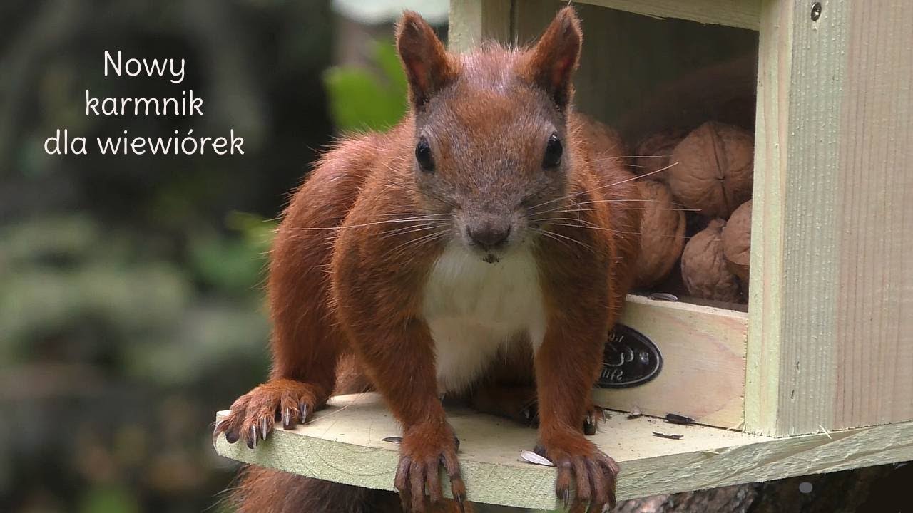 nowy karmnik dla wiewiórek