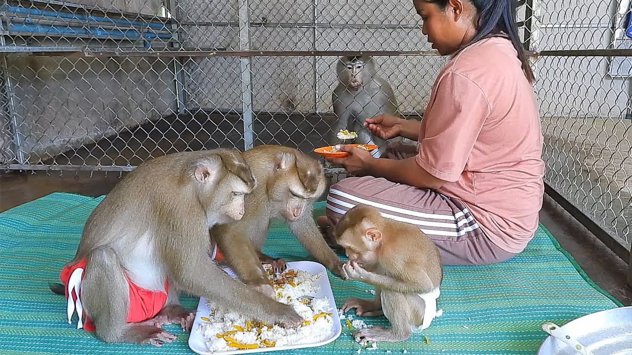 Adorable Kako Family Having Delicious Lunch Together