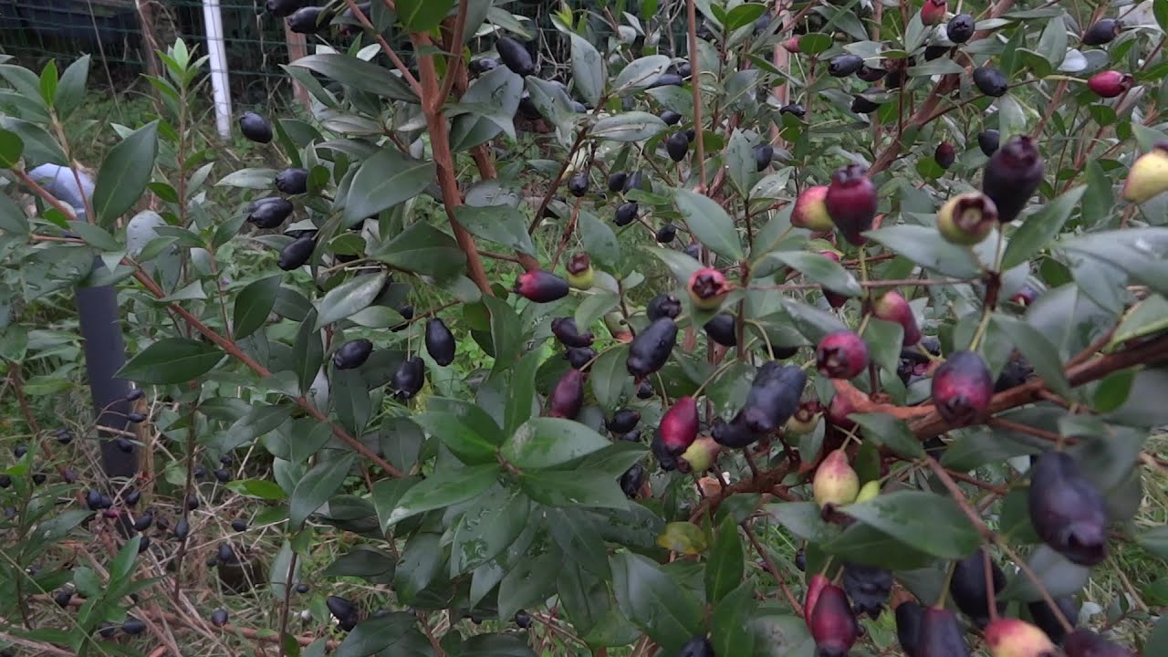 Mirto, Myrtle, Mirtilo (Myrtus communis): Recolección