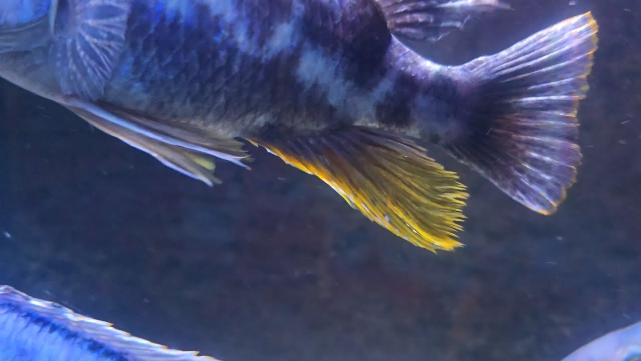 How big do Malawi cichlids get? The keys to max size and growth rate