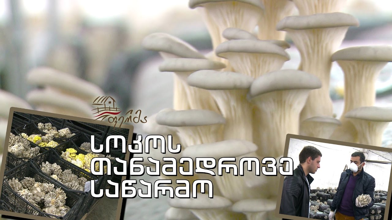 #ფერმა - იტალიური მიცელიუმი, უახლესი ტექნოლოგია და მიწისქვეშეთში აღმოცენებული სამეფო