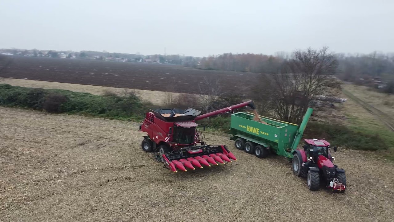 Case IH 8250 Axial-Flow Mais dreschen