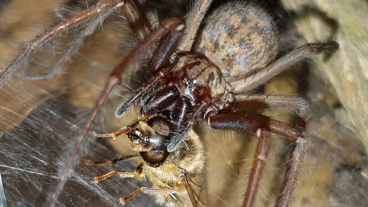 All About Giant House Spiders
