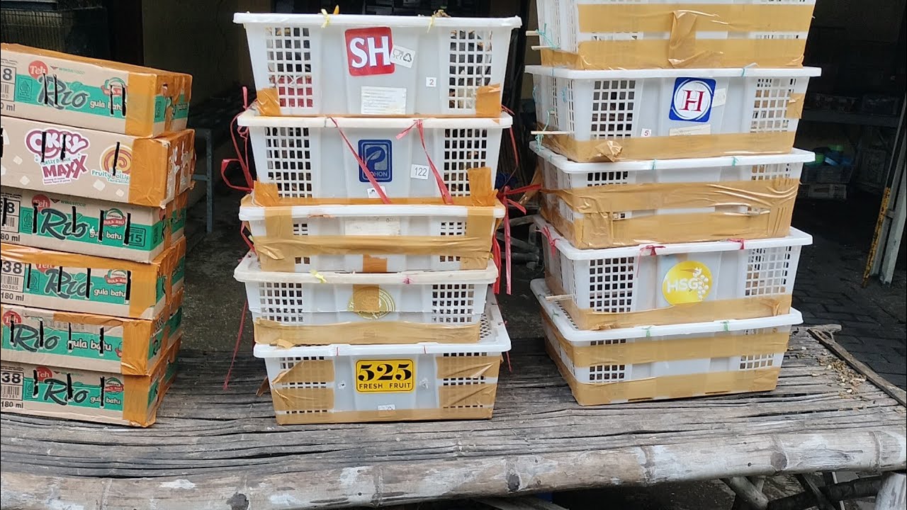 bongkaran burung geden obral harga mulai 10rb saja burung kacer - murai - jalak - perjak - dll full