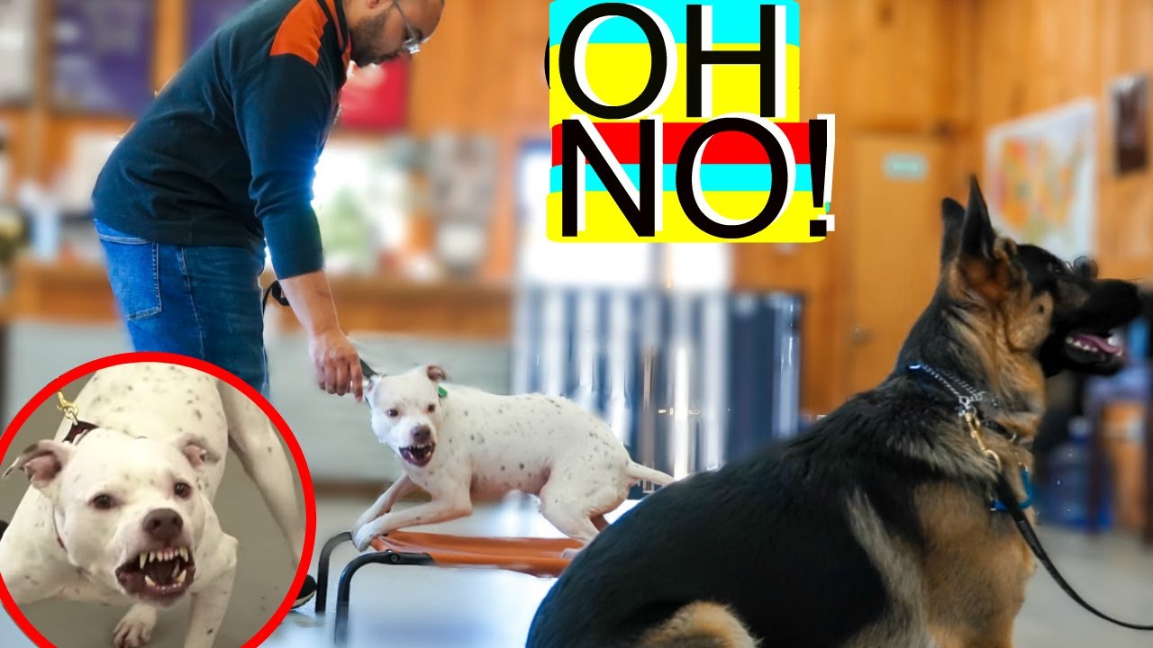 Extremely reactive pitbull + Leash reactive dog training