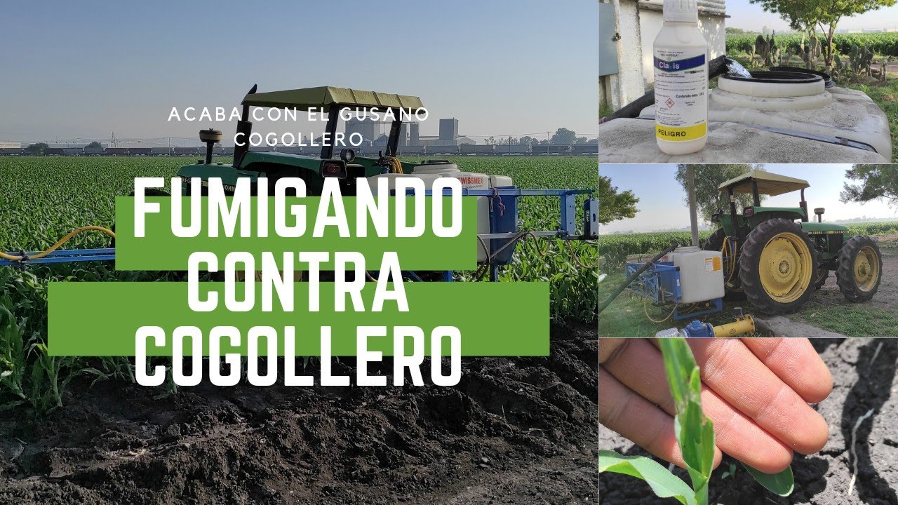 ¿Problemas con el cogollero? acaba con él y otras plagas en una aplicación con 15 días de protección