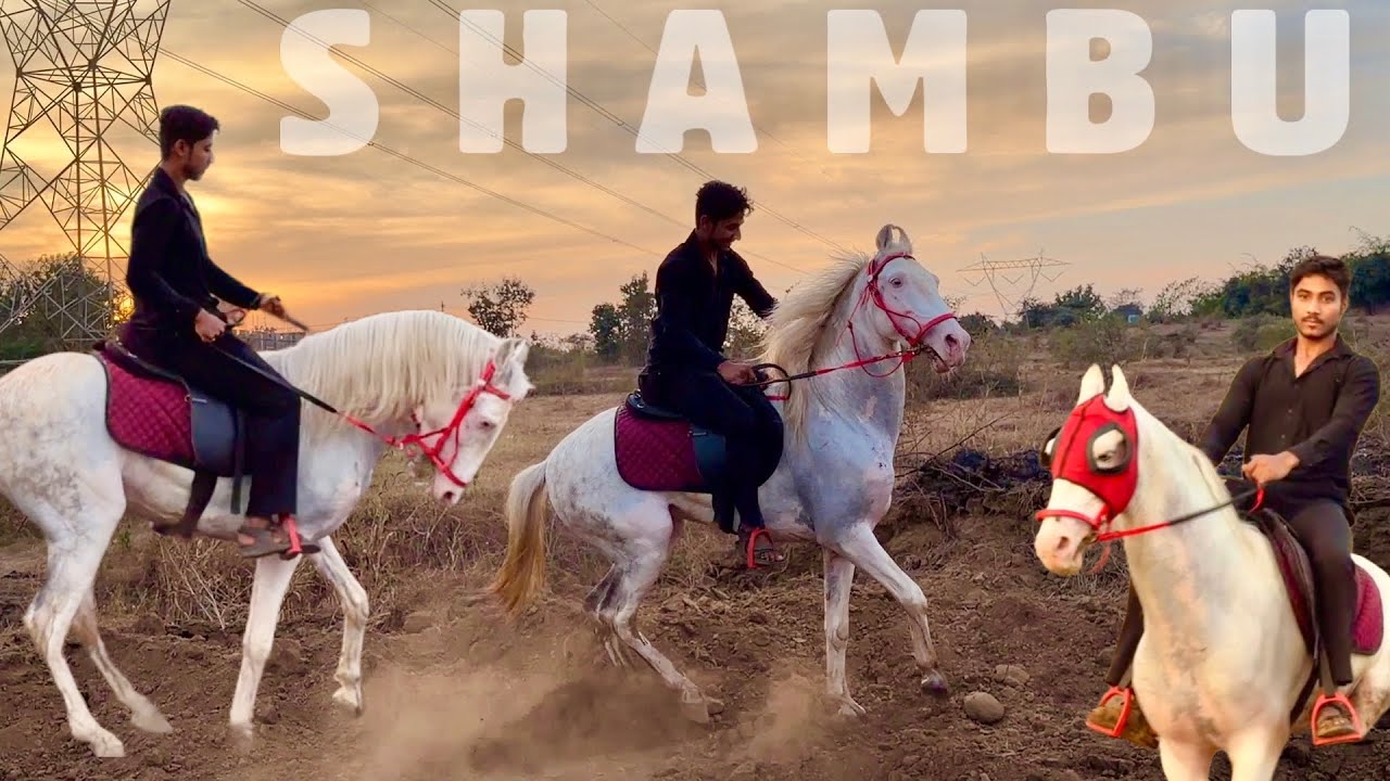 Stallion Shambu at Choudhary Stud Farm (Padgha) सस्त में मस्त घोडा