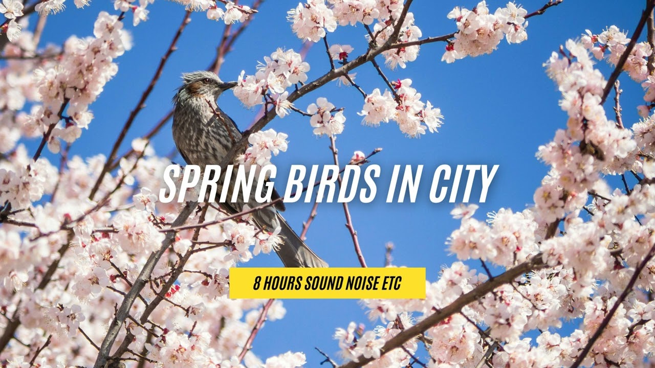 Spring Birds in City - 8 Hours