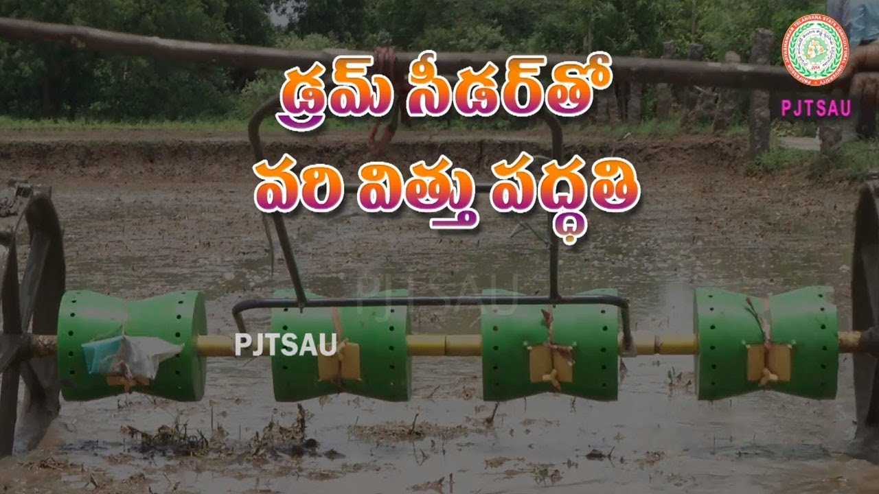 #PJTSAU Drum Seeder Method of Paddy Cultivation ll PJTSAU ll