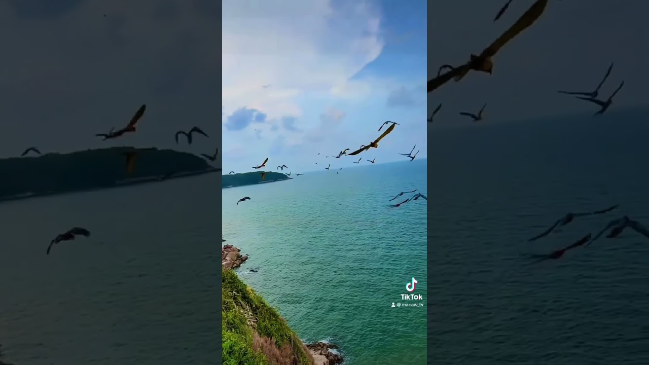 The Magic of free flying macaws 