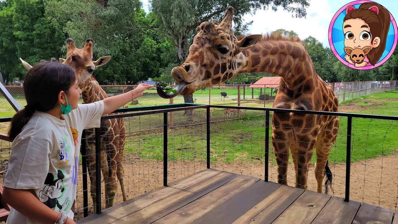 Lo que comen las Jirafas - YESLY EN EL ZOOLOGICO DE MORELIA CON LOS GUZMANCITOS