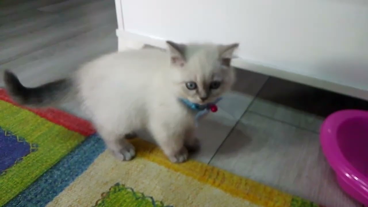 tıntınlı kedi 🐱 