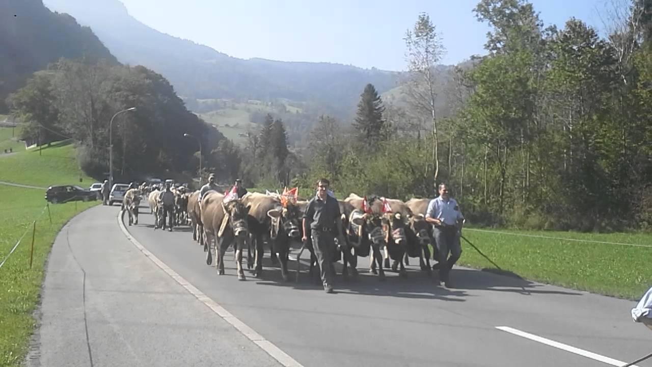Alpabfahrt Fluonalp 2014
