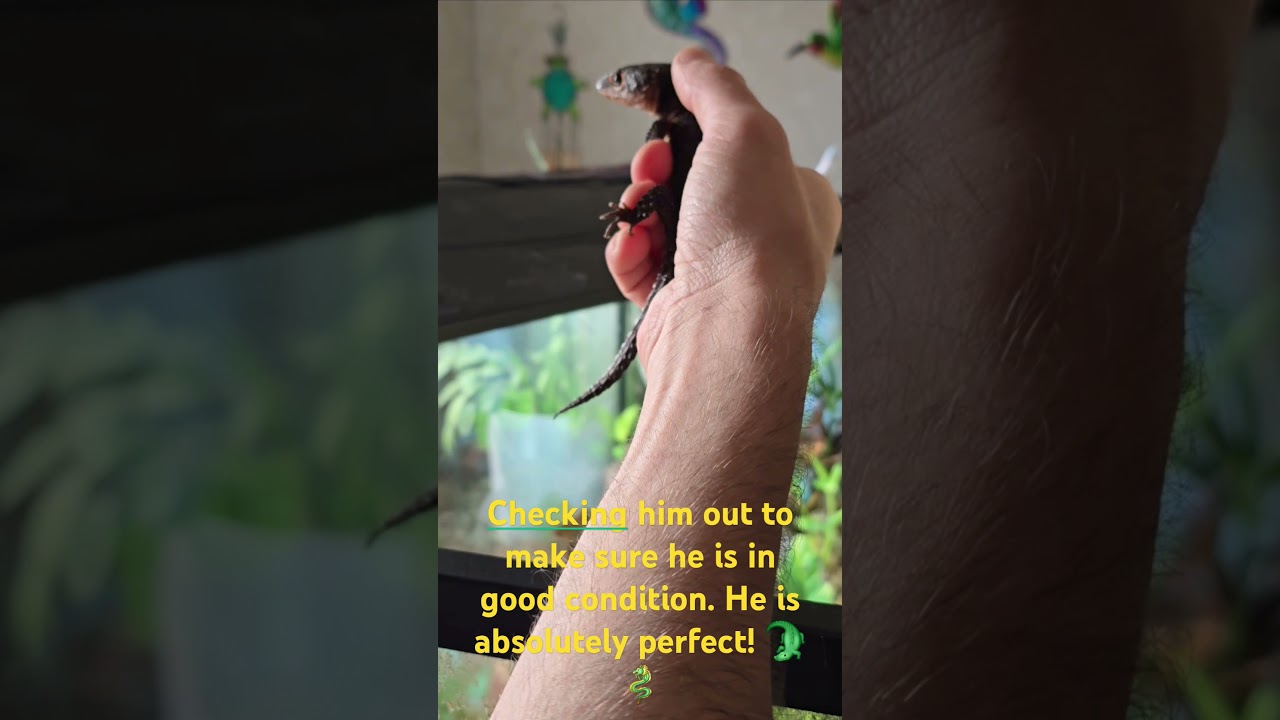 #CrocodileSkink #ReptileLovers #SkinkCare #ExoticPets #RedEyedCrocodileSkink #reptileunboxing