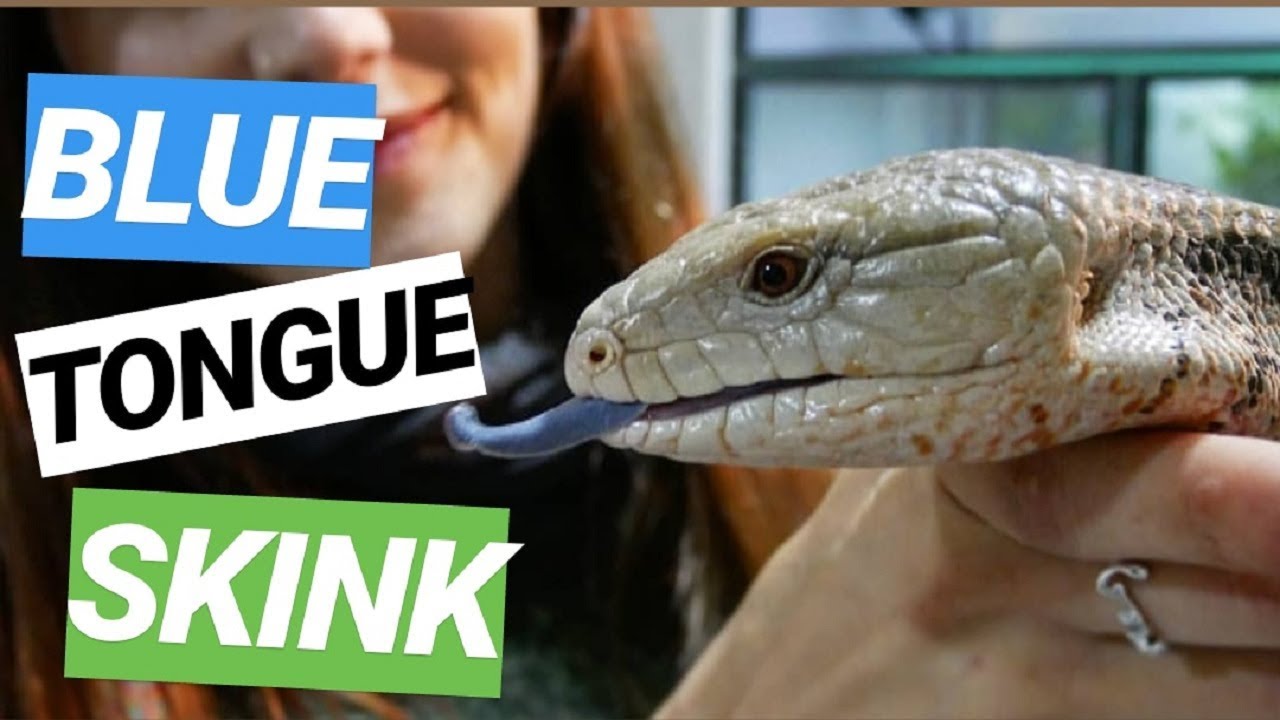 Cuidados TILIQUA 🐊 Escinco de Lengua Azul - Blue Tongue Skink