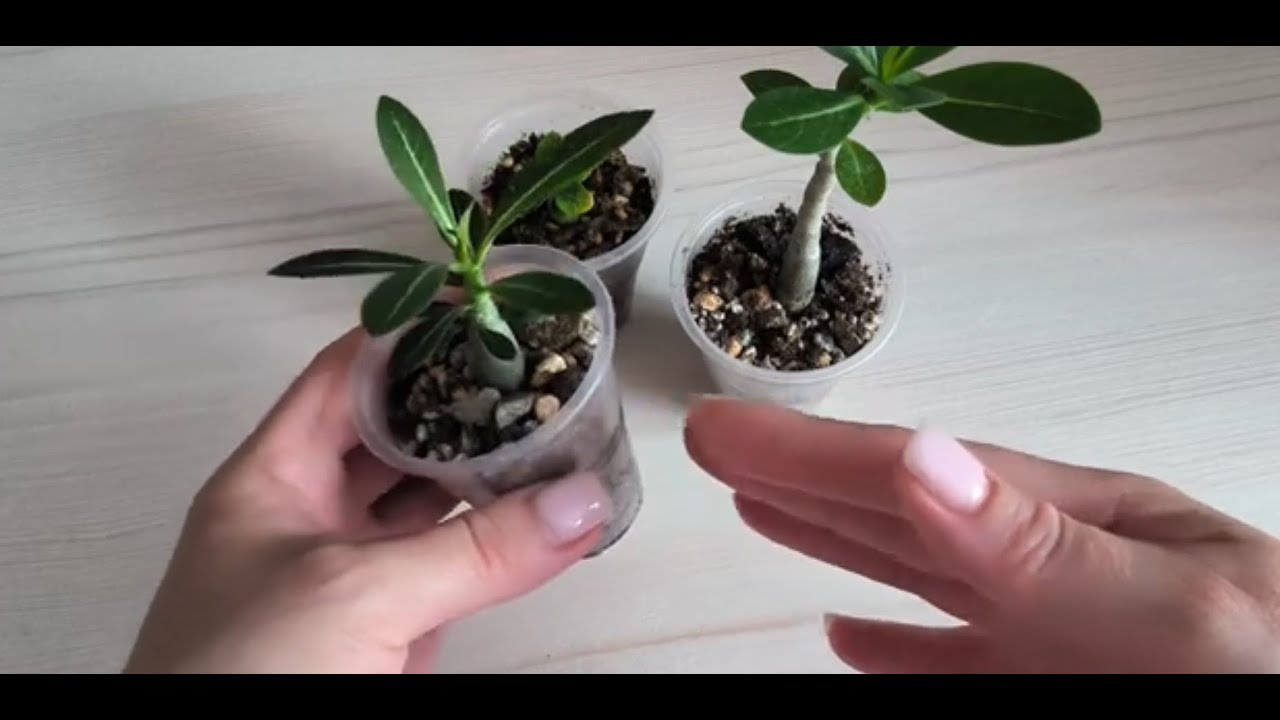 Мои адениумы спустя ещё месяц 🌿 формирование корней и пересадка 👌